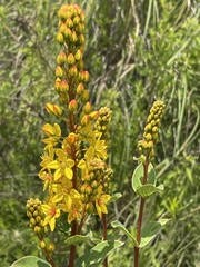 Galphimia glauca