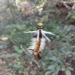 Phaegopterina