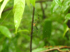 Nephila pilipes