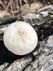 Pluteus
