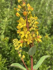Galphimia glauca