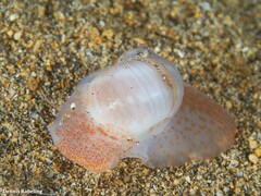 Notocochlis dillwynii