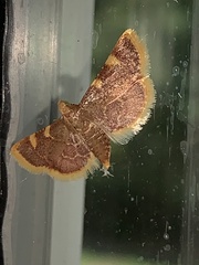 Hypsopygia