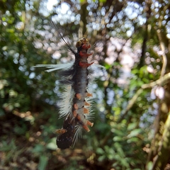 Phaegopterina