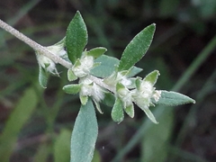 Axyris amaranthoides