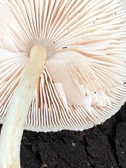 Pluteus