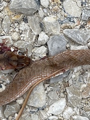 Masticophis flagellum