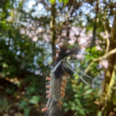 Phaegopterina