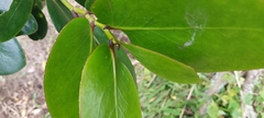 Griselinia lucida