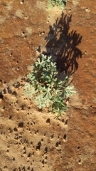 Sphaeralcea coccinea