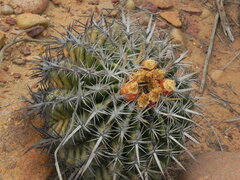 Ferocactus viridescens
