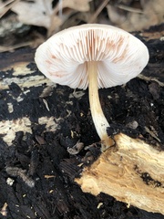 Pluteus