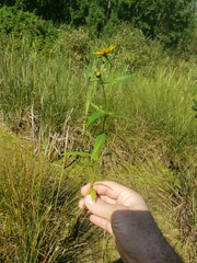 Bidens cernua