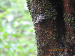 Oecophylla smaragdina