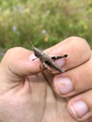 Chloealtis conspersa