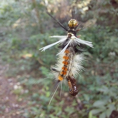Phaegopterina