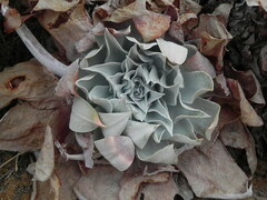 Dudleya pulverulenta