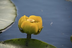 Nuphar polysepala