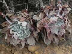 Dudleya pulverulenta