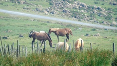 Equus caballus