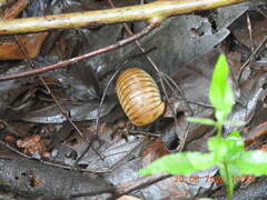 Arthrosphaera