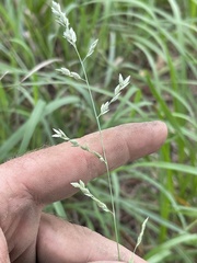 Eragrostis secundiflora