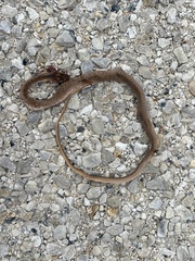 Masticophis flagellum