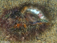 Monoplex parthenopeus