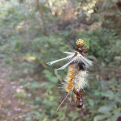 Phaegopterina