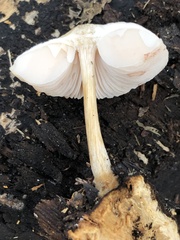 Pluteus
