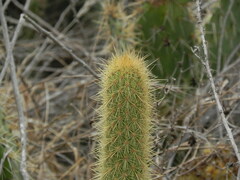 Bergerocactus emoryi