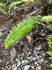 Nephrolepis exaltata