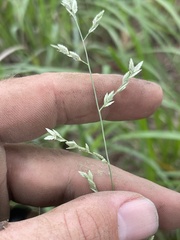 Eragrostis secundiflora