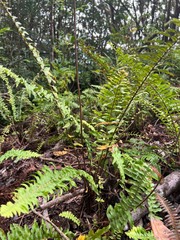 Nephrolepis exaltata