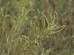 Atriplex canescens