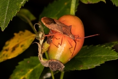Gonocerus acuteangulatus