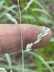 Eragrostis secundiflora