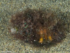 Monoplex parthenopeus