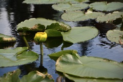 Nuphar polysepala