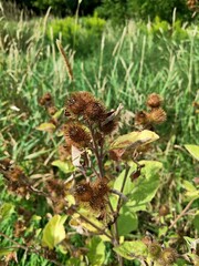 Arctium lappa