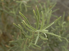 Atriplex canescens