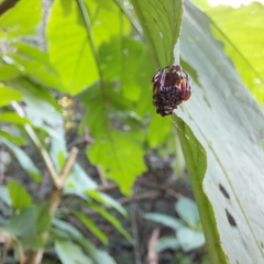 Verrucosa meridionalis