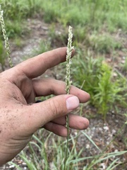 Tridens albescens