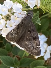Erynnis tristis