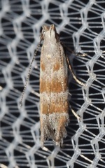 Battaristis vittella