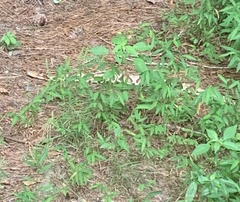 Agkistrodon contortrix