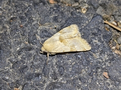 Heliothis phloxiphaga