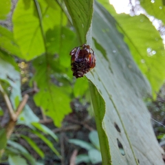 Verrucosa meridionalis