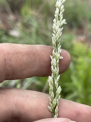 Tridens albescens