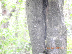 Nephila pilipes